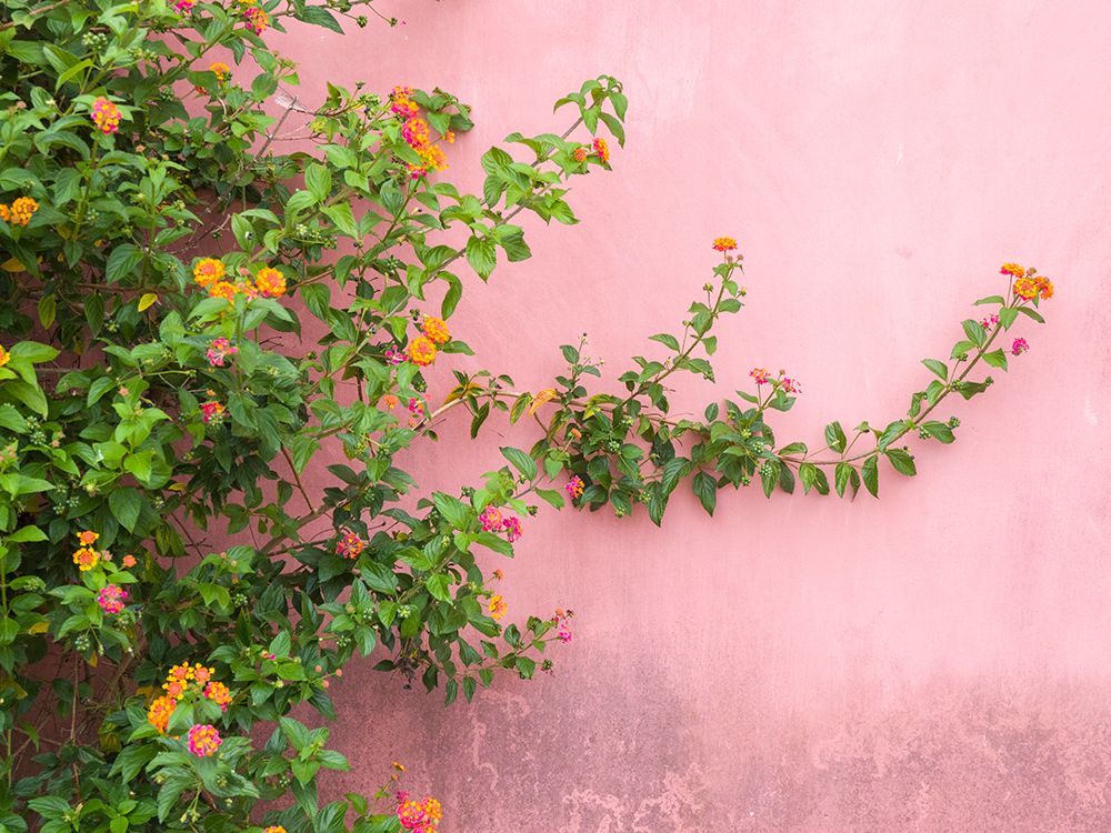 Portugal-Obidos-Colorful lantana vine growing against a pink wall